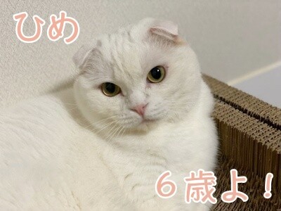 ひめ347