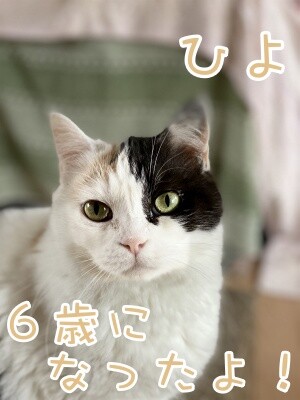 ひよ46