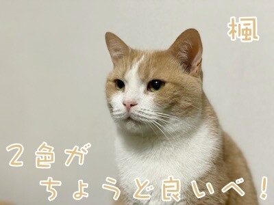 楓1274