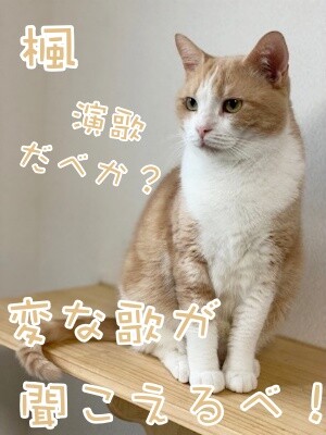 楓1188