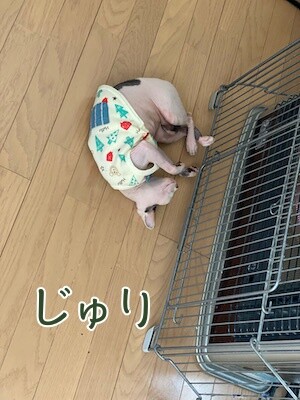 じゅり53