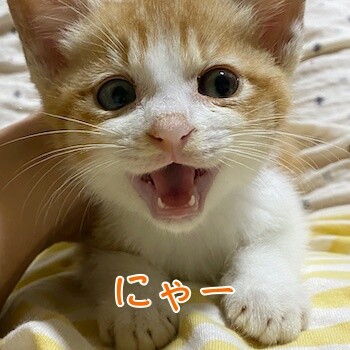 琢1