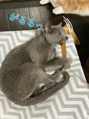 京35