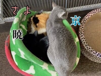 みんな2037