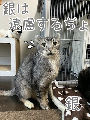銀566