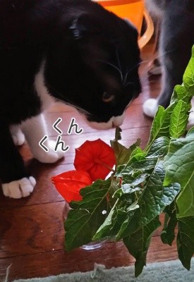 福41