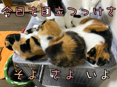 みんな252