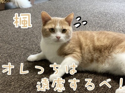 楓567