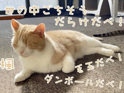 楓587
