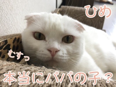 ひめ120