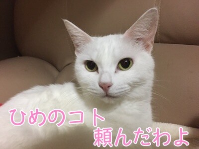 せい31
