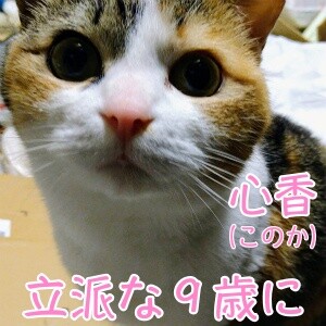 こここ24