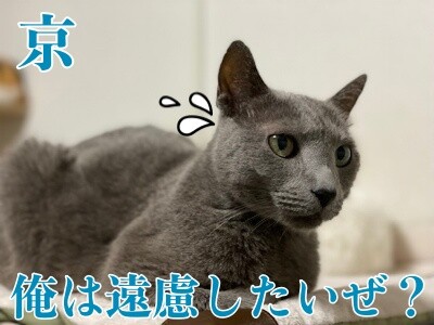 京494