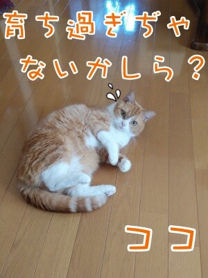 ココナッツ162