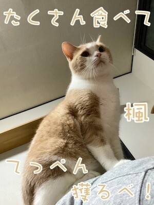 楓8