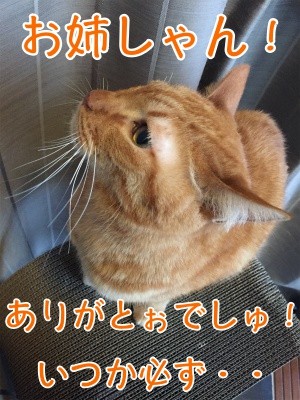 心66