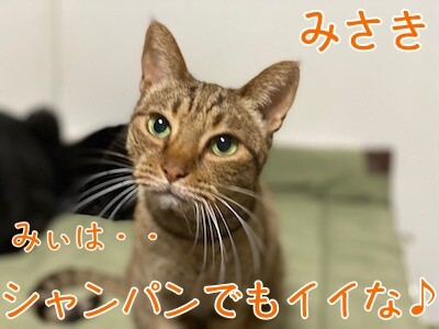みさき353