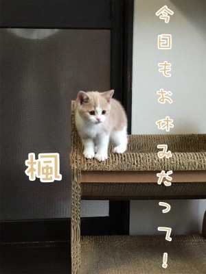 楓11