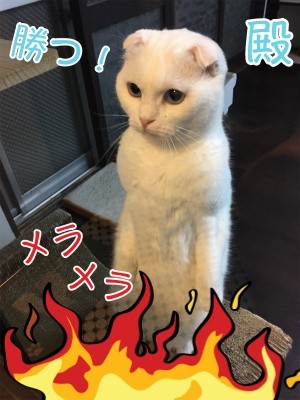 殿485