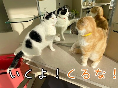 珠若142