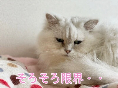 らん203