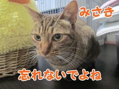 みさき