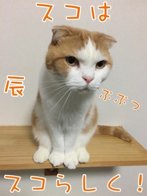 辰218