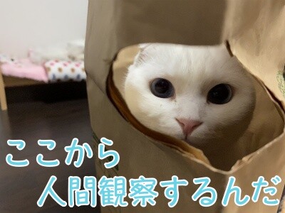 殿683