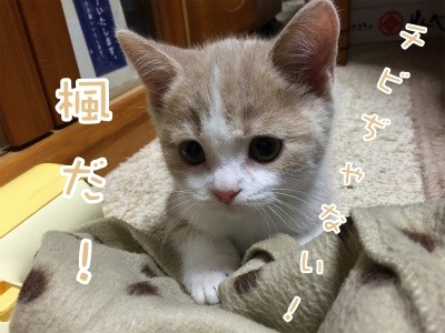 楓12