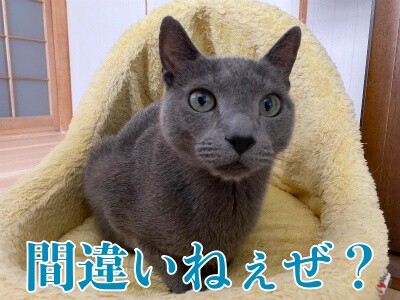 京518