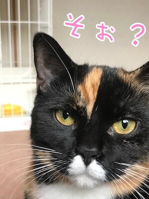 茶牛316