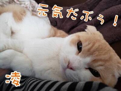 凌42
