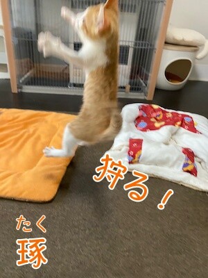 琢11