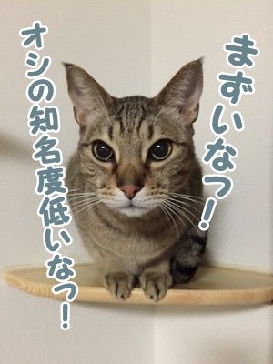 翔 (37)