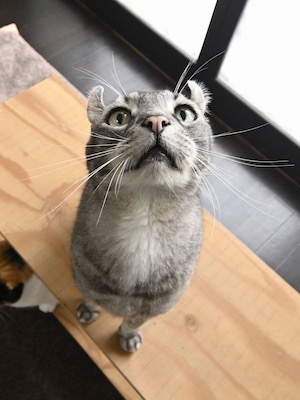 その他381