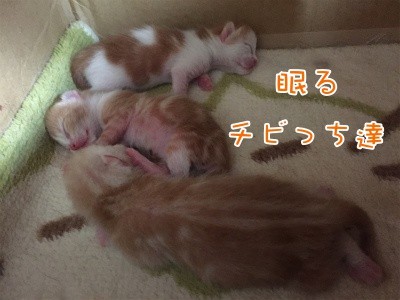 ひよ9
