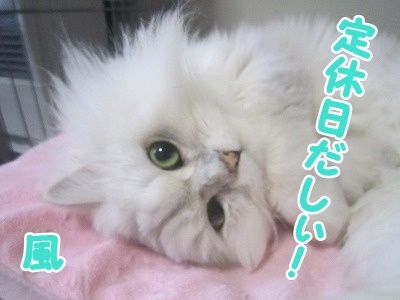 風 (4)