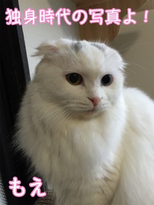 もえ12