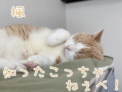 楓1127
