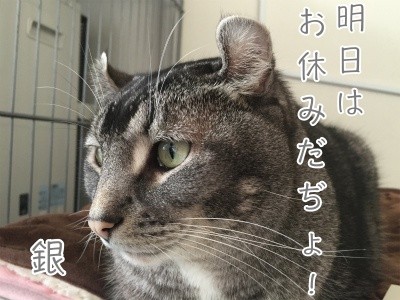 銀18
