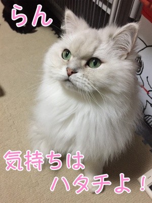 らん118
