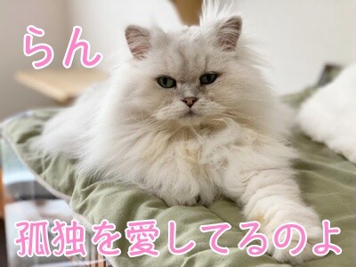 らん243