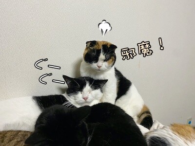 渾65