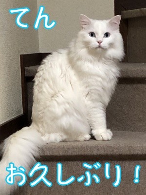 てん9