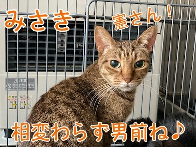 みさき412