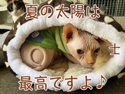 士71