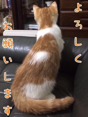 茶牛320