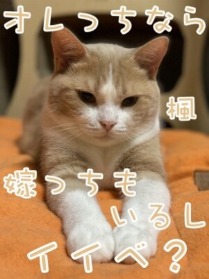 楓731