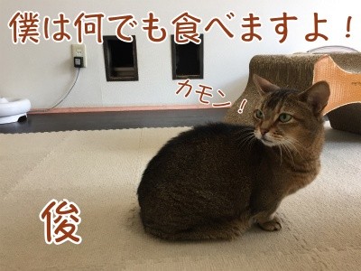 俊241