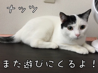 ココナッツ45